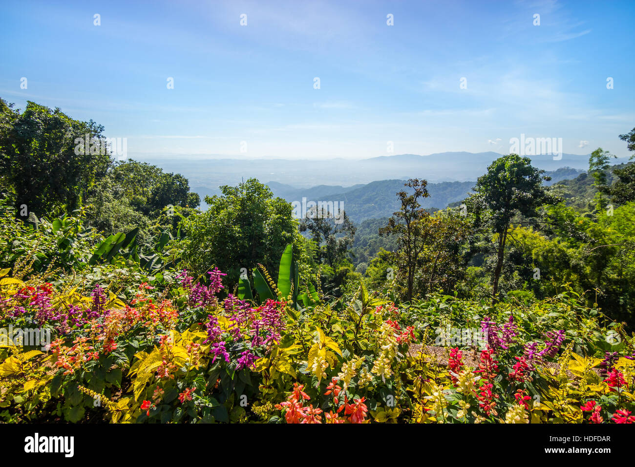 Cama de flor de selva de montaña y fondo de cielo azul Foto de stock