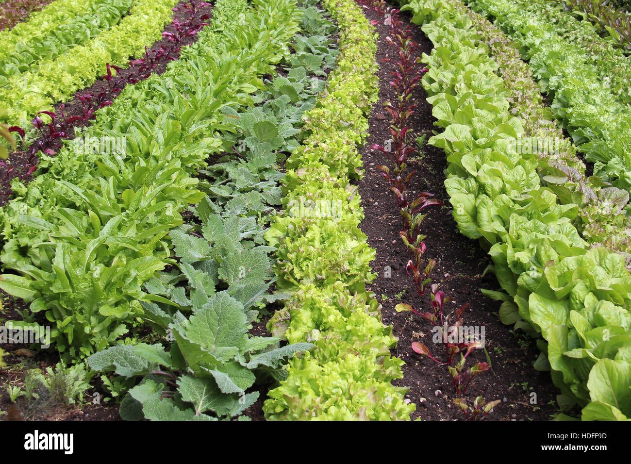 Aseado y perfectamente alineados verde y fresco jardín de cocina Foto de stock