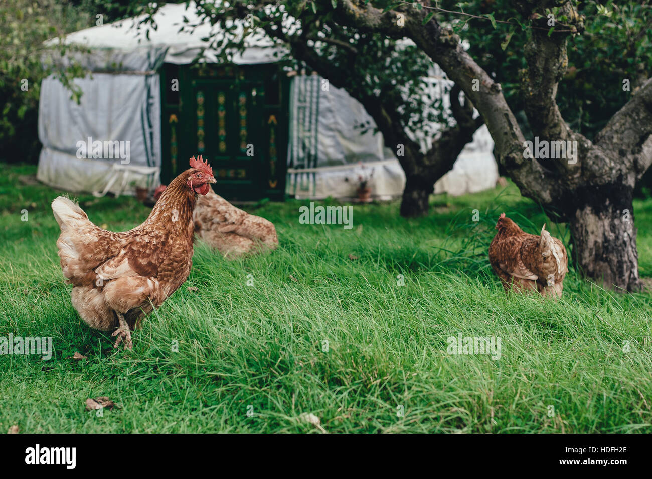 Free Range pollos junto a un yurt. Foto de stock
