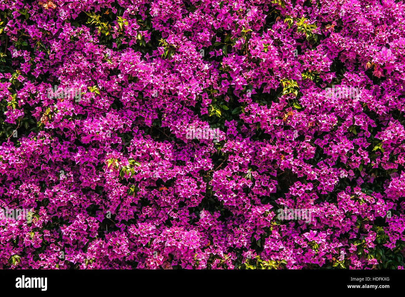 Flores de color rosa antecedentes Foto de stock