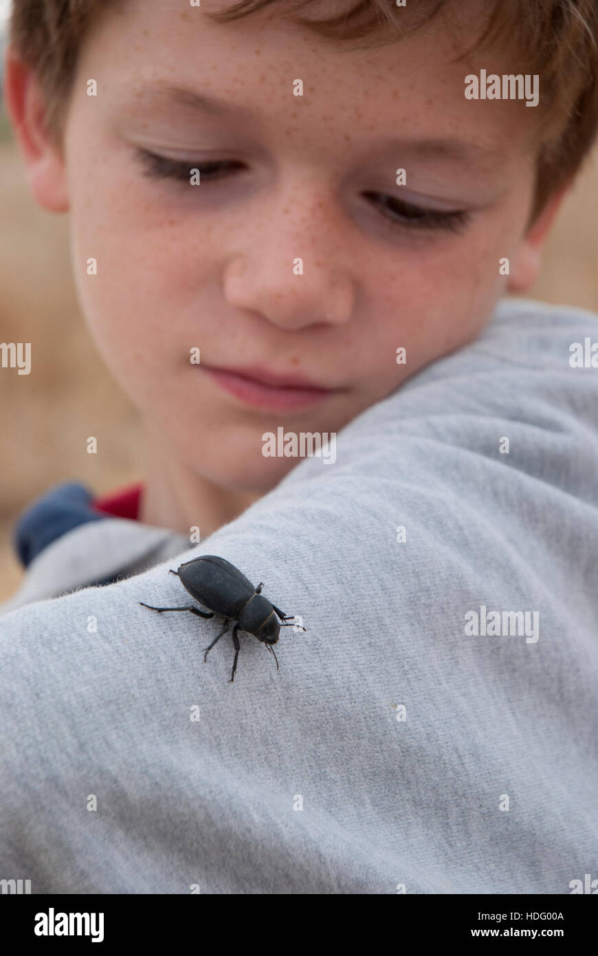 Un niño mira un escarabajo negro que ha aterrizado en su antebrazo. Foto de stock