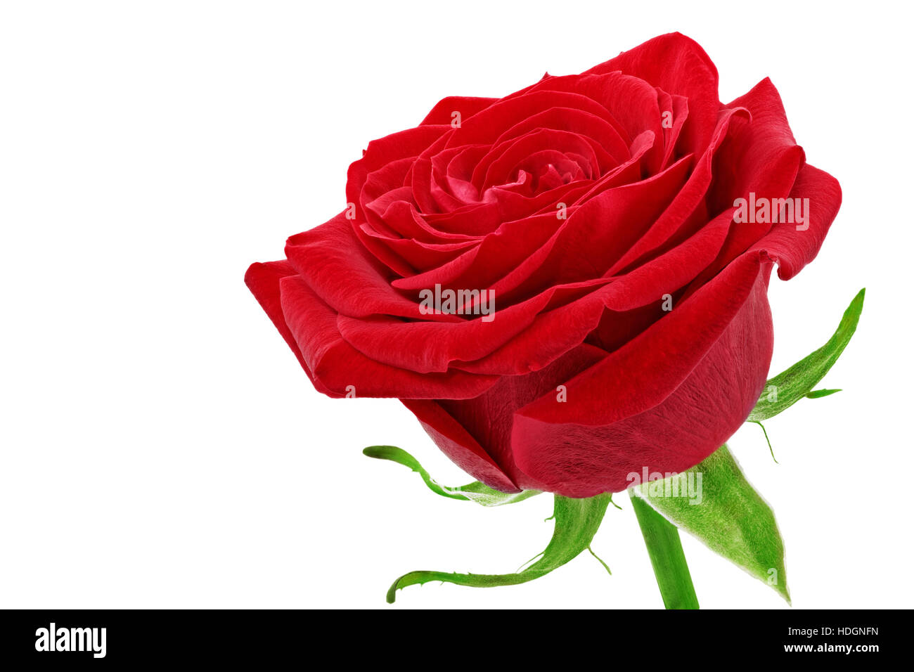 Hermosa flor una rosa roja. Aislado Foto de stock