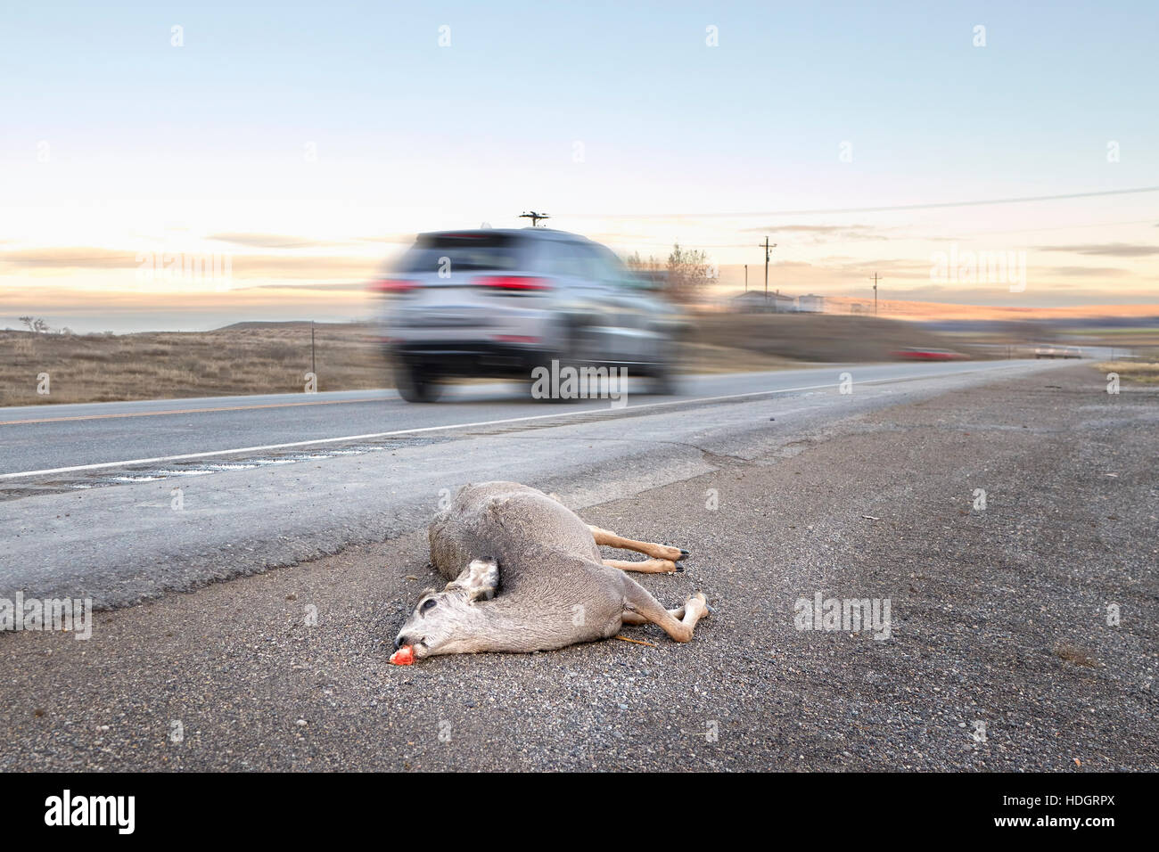 Venado muerto atropellado por un coche tumbado por el camino con el movimiento del vehículo borrosa, U.S. Highway 14, Wyoming, Estados Unidos. Foto de stock