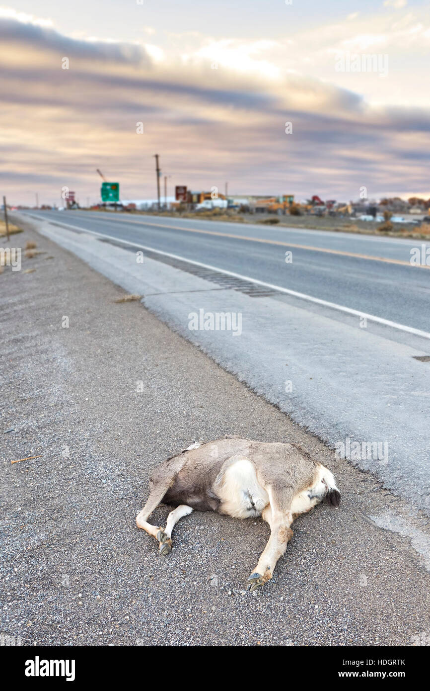Venado muerto atropellado por un coche tumbado por la carretera U.S. Highway 14, Wyoming, Estados Unidos. Foto de stock