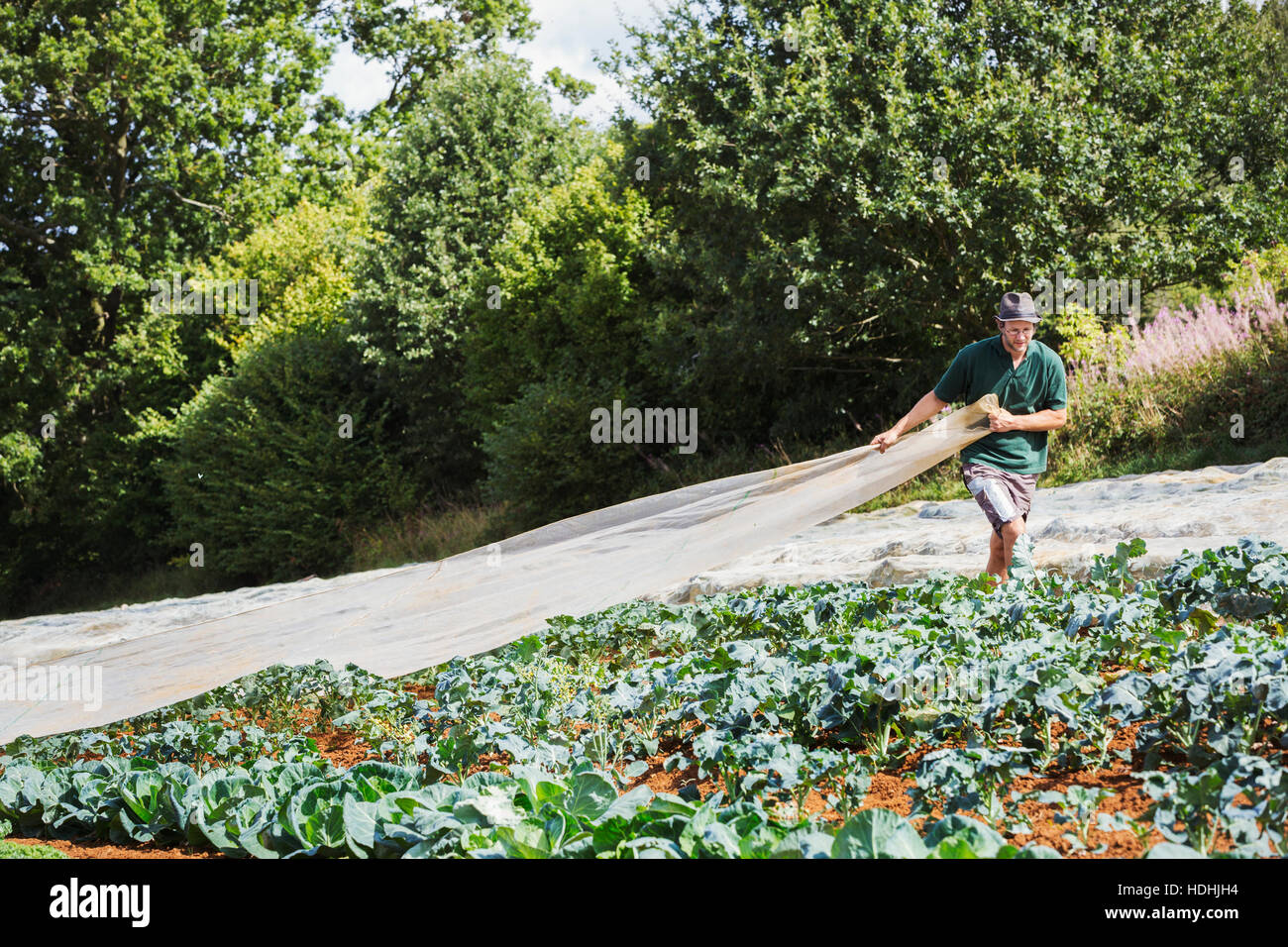 Un hombre tirando una hoja de vellón hortícola a través de un cultivo de plantas de col rizada. Foto de stock