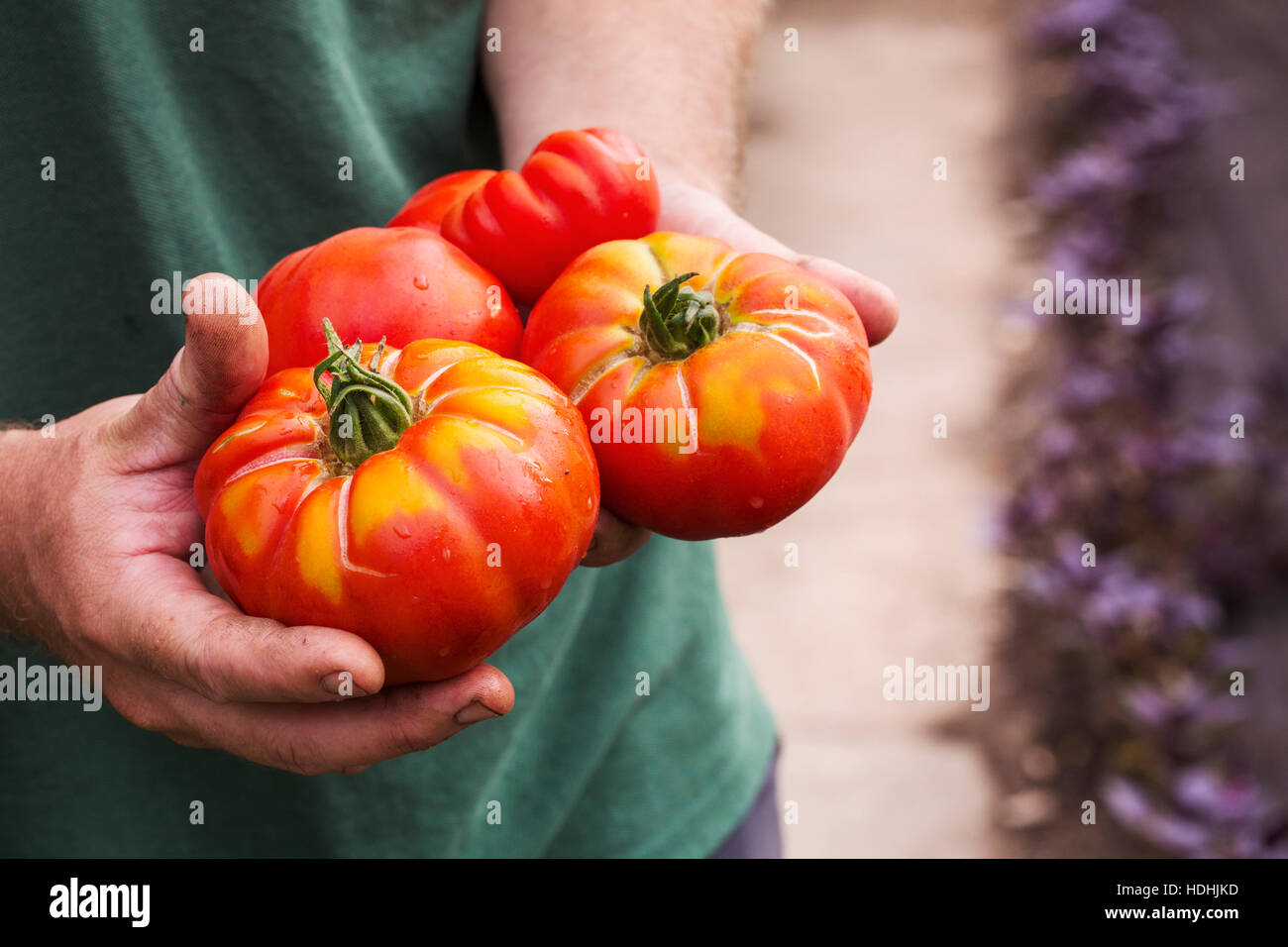 Una persona sosteniendo un puñado de recién elegido grandes tomates Beefsteak seccionados. Foto de stock