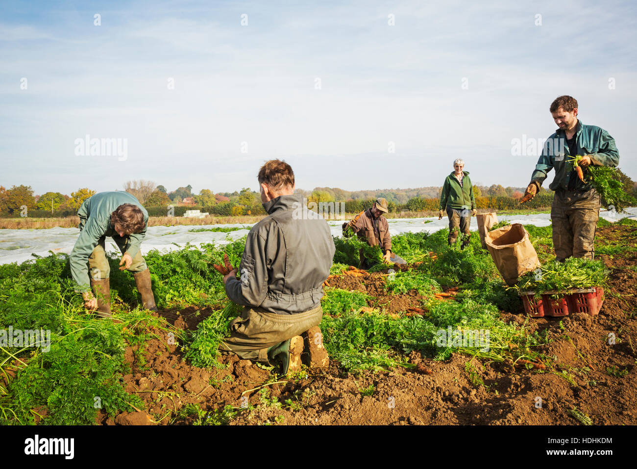 Un pequeño grupo de personas cosechar verduras de otoño en los campos en una pequeña granja familiar. Foto de stock