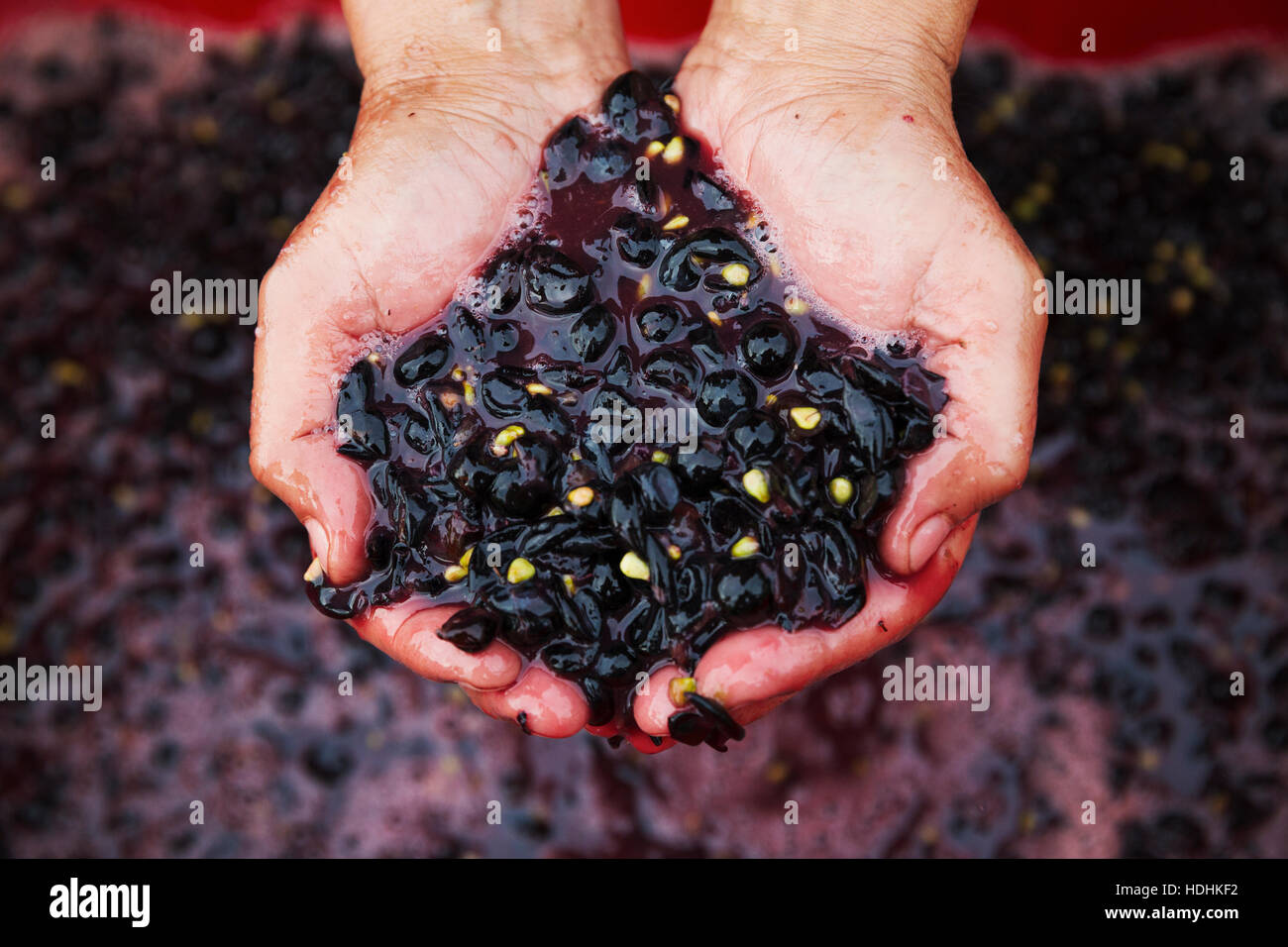 Un hombre con un puñado de triturado fresco de uvas rojas. Foto de stock