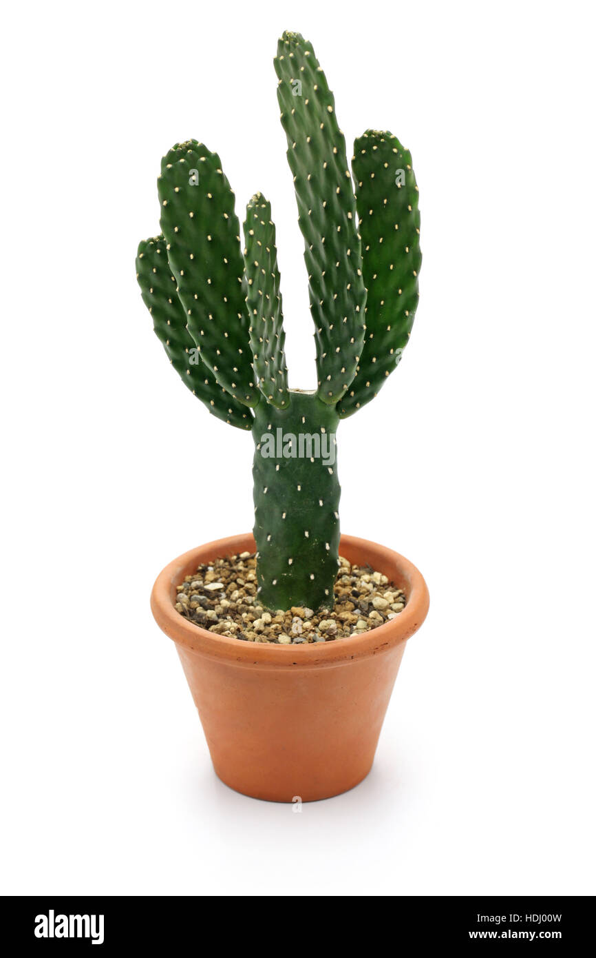 Cactus, houseplant aislado sobre fondo blanco. Foto de stock