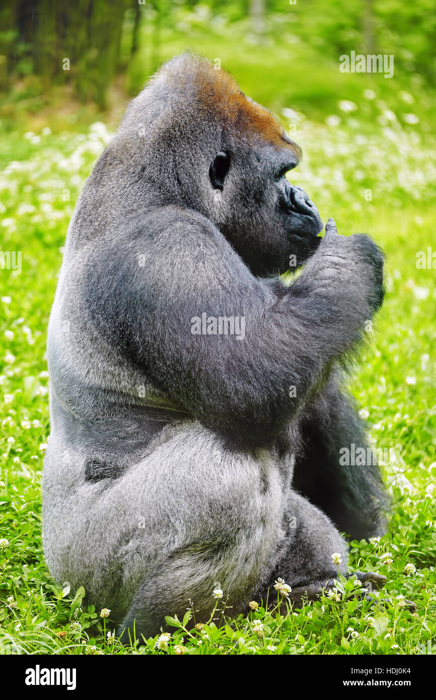 King kong gorilla fotografías e imágenes de alta resolución - Página 10 -  Alamy
