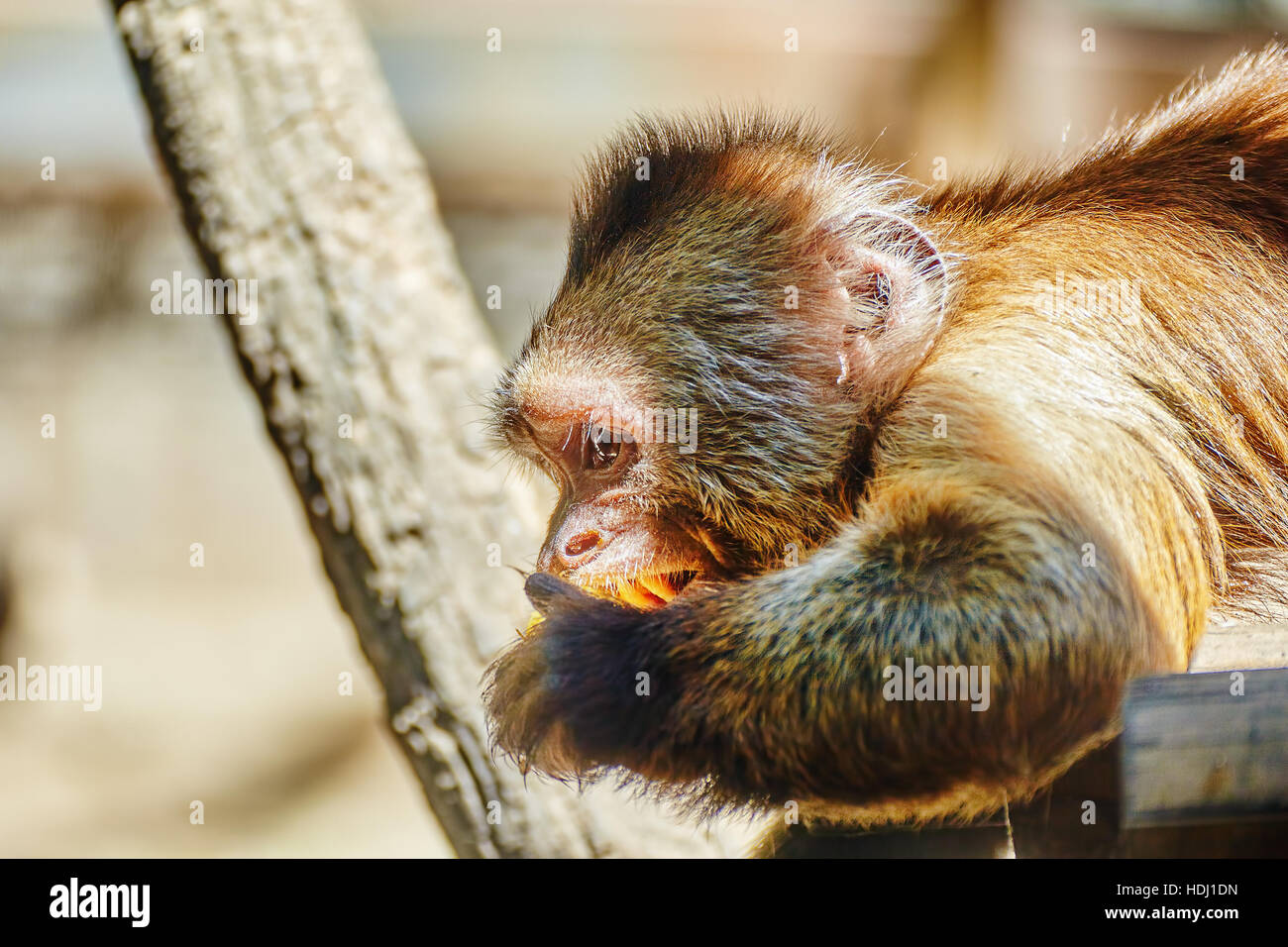 Lindo mono capuchino en su hábitat natural Fotografía de stock - Alamy