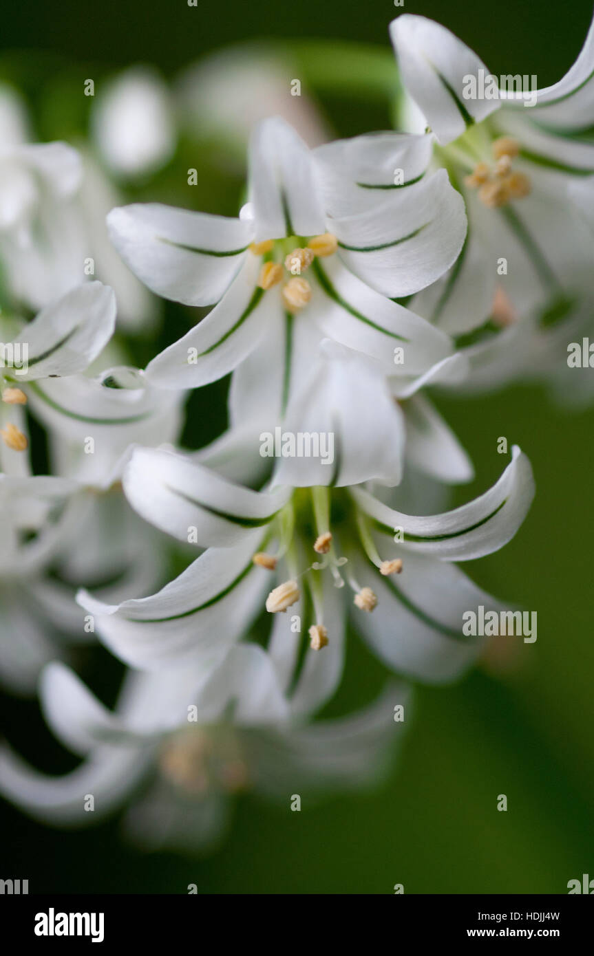 Cebolla Embarazada Fotos E Imagenes De Stock Alamy