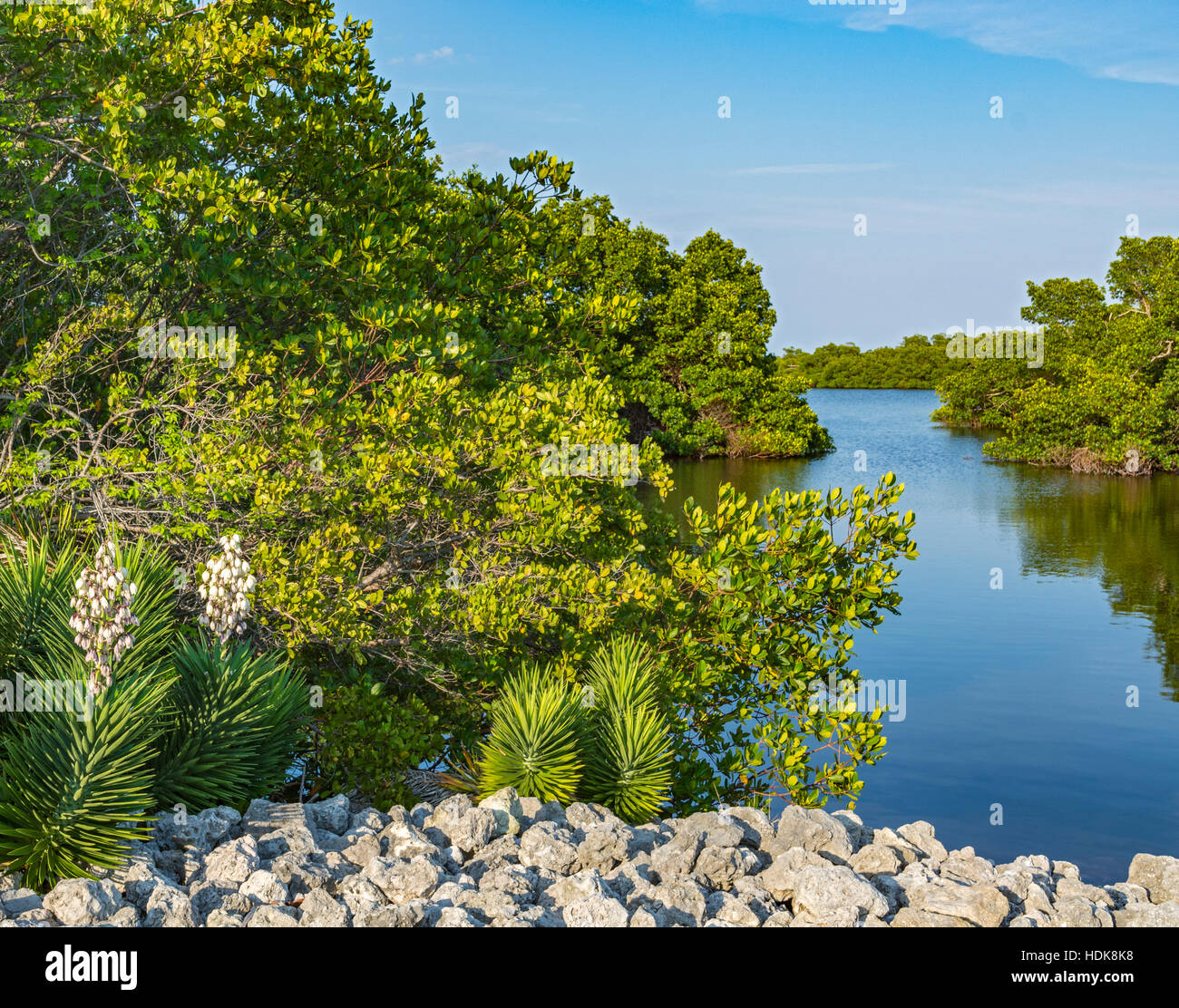 Florida, Sanibel Island, J.N. "Ding" Darling National Wildlife Refuge, vista desde la unidad de Vida Silvestre, palmeras, manglares Foto de stock