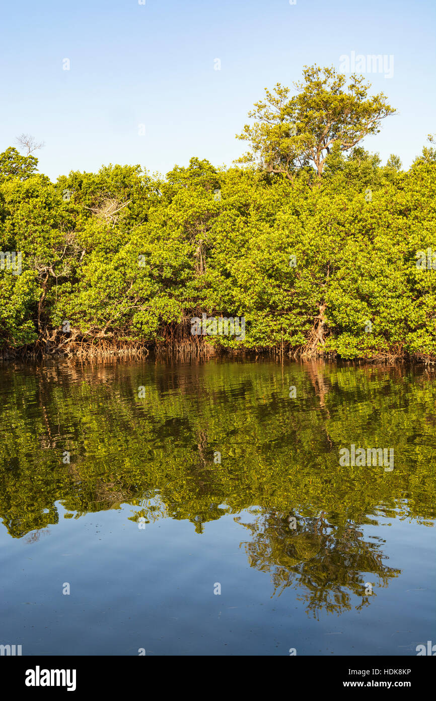 Florida, Sanibel Island, J.N. "Ding" Darling National Wildlife Refuge, Unidad de Vida Silvestre, vista desde las teclas Wulfert Trail, manglares Foto de stock