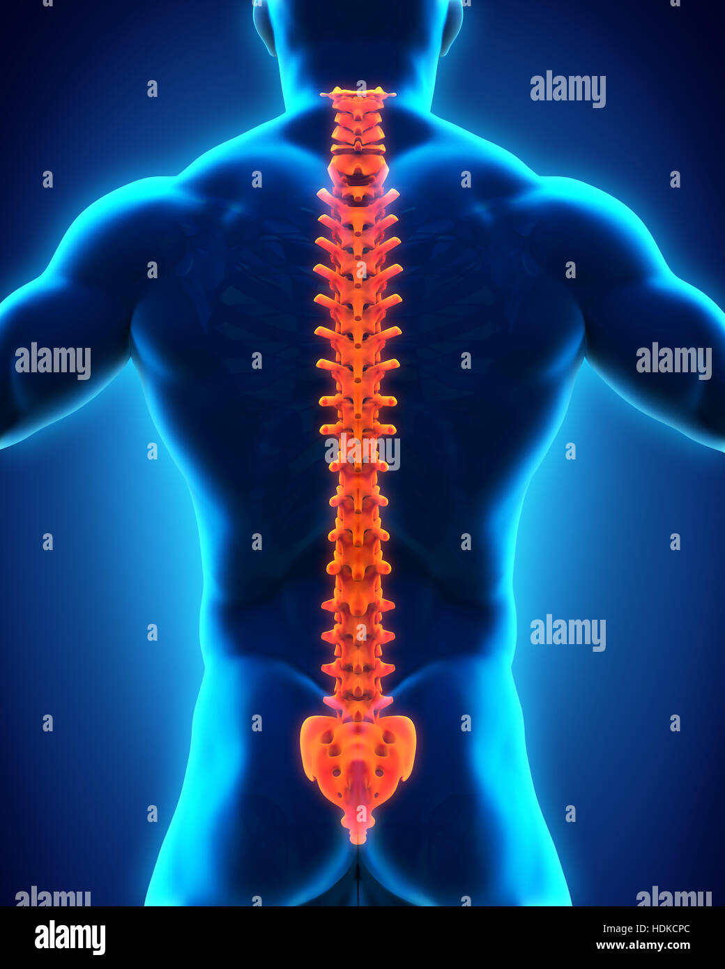 Anatomía de la columna vertebral humana Fotografía de stock - Alamy