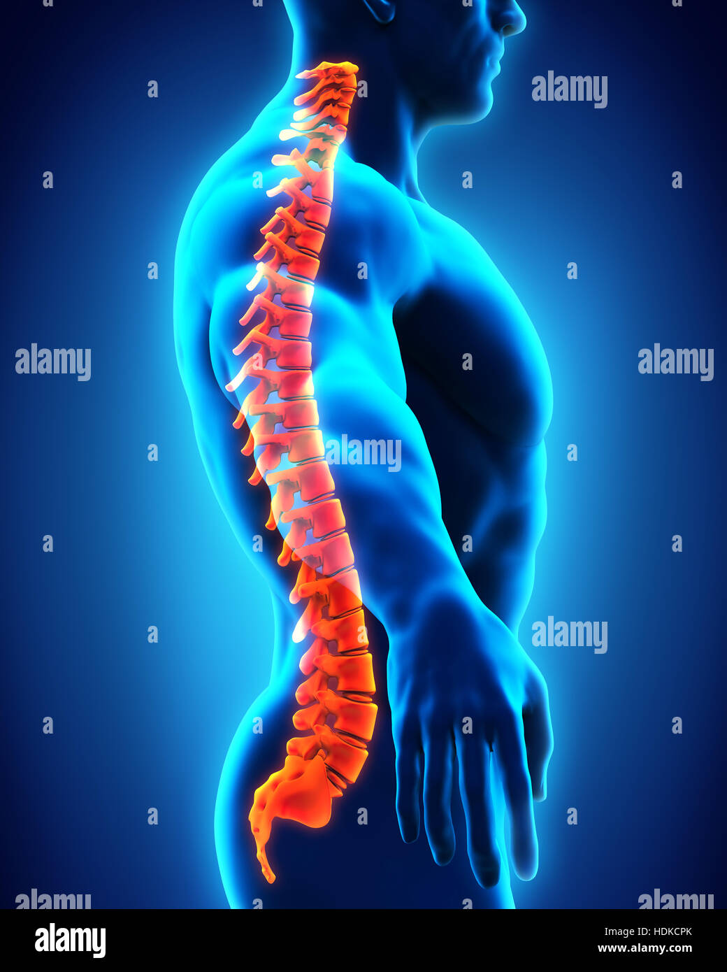 Anatomía de la columna vertebral humana Fotografía de stock - Alamy