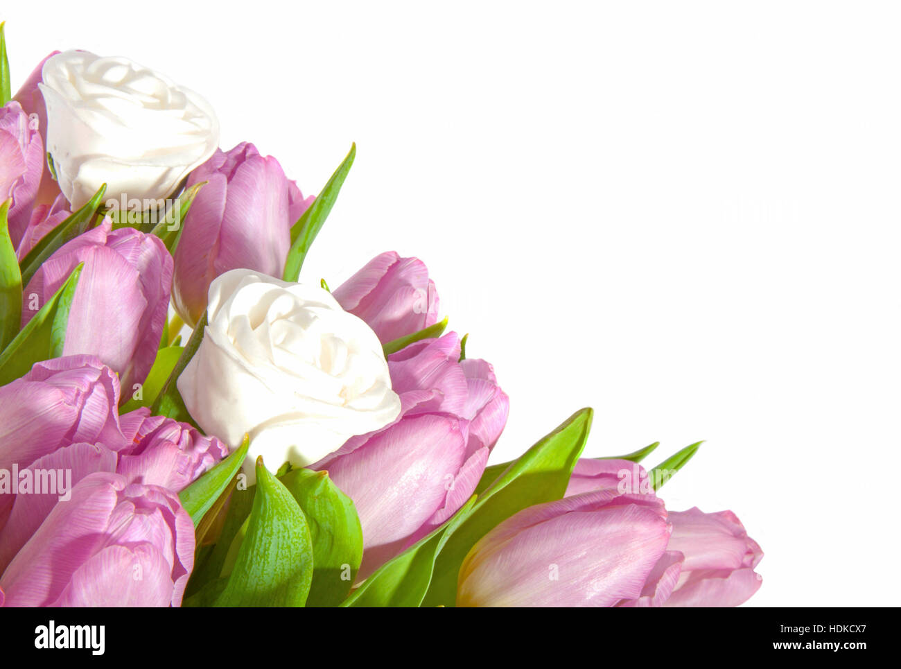Rosa, tulipanes y rosas blancas sobre un fondo blanco Fotografía de