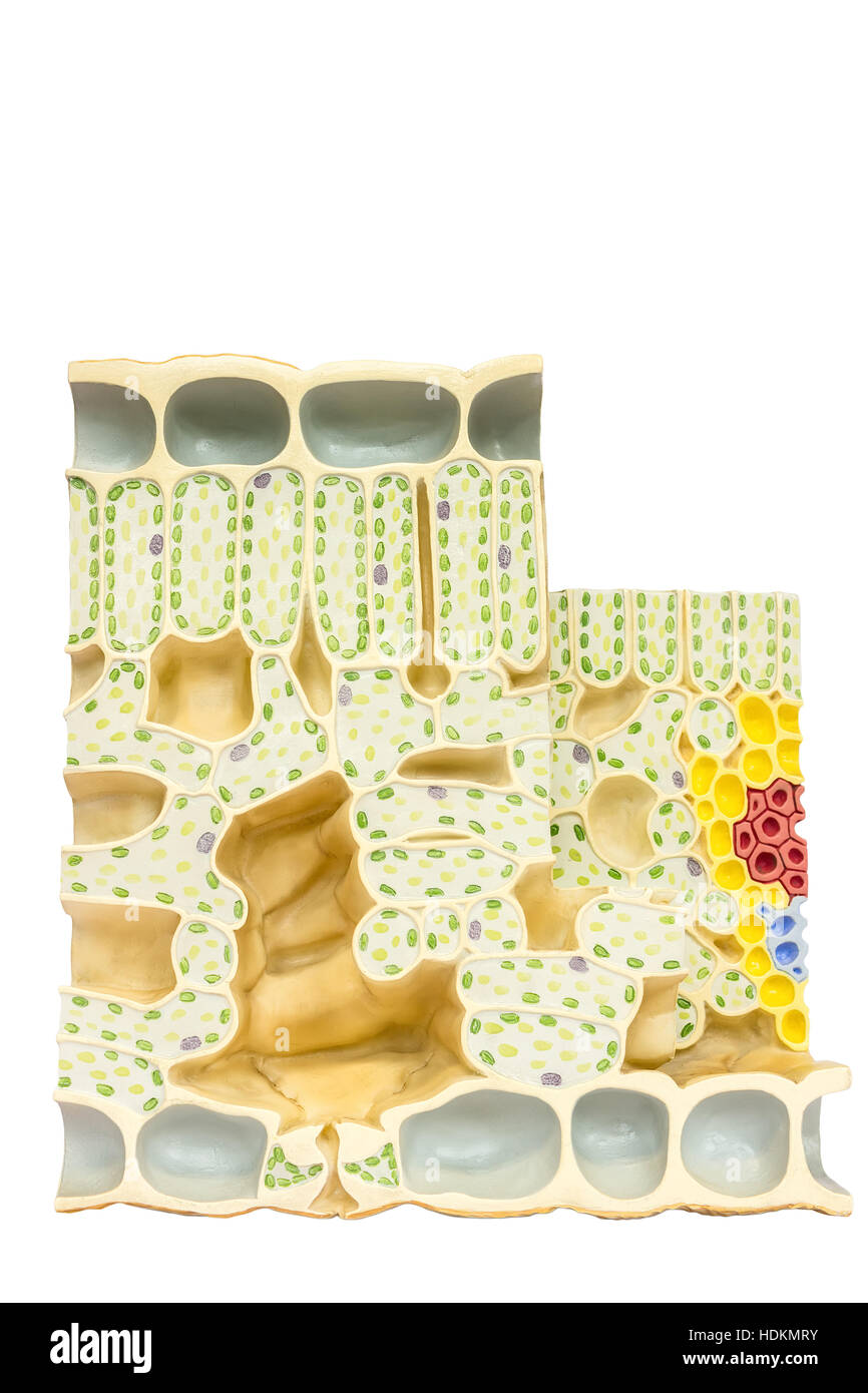Hoja modelo con células vegetales cloroplastos clorofila aislado sobre fondo blanco. Foto de stock