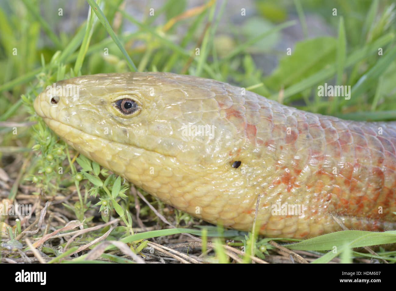 Vidrio Europeo-lagarto - Pseudopus apodus Foto de stock