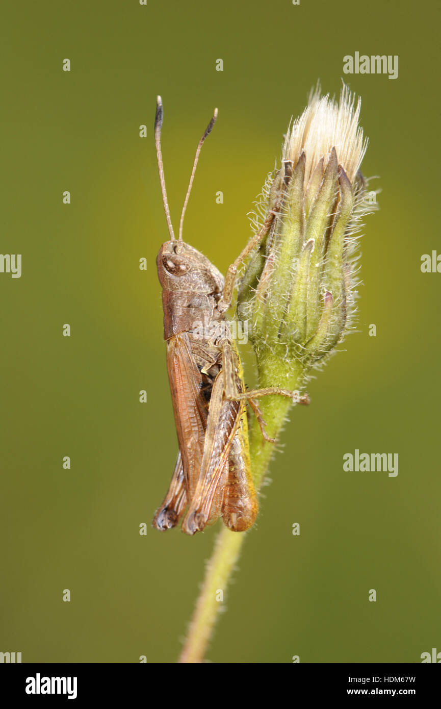 Grasshopper - rufo Gomphocerippus rufus - macho Foto de stock