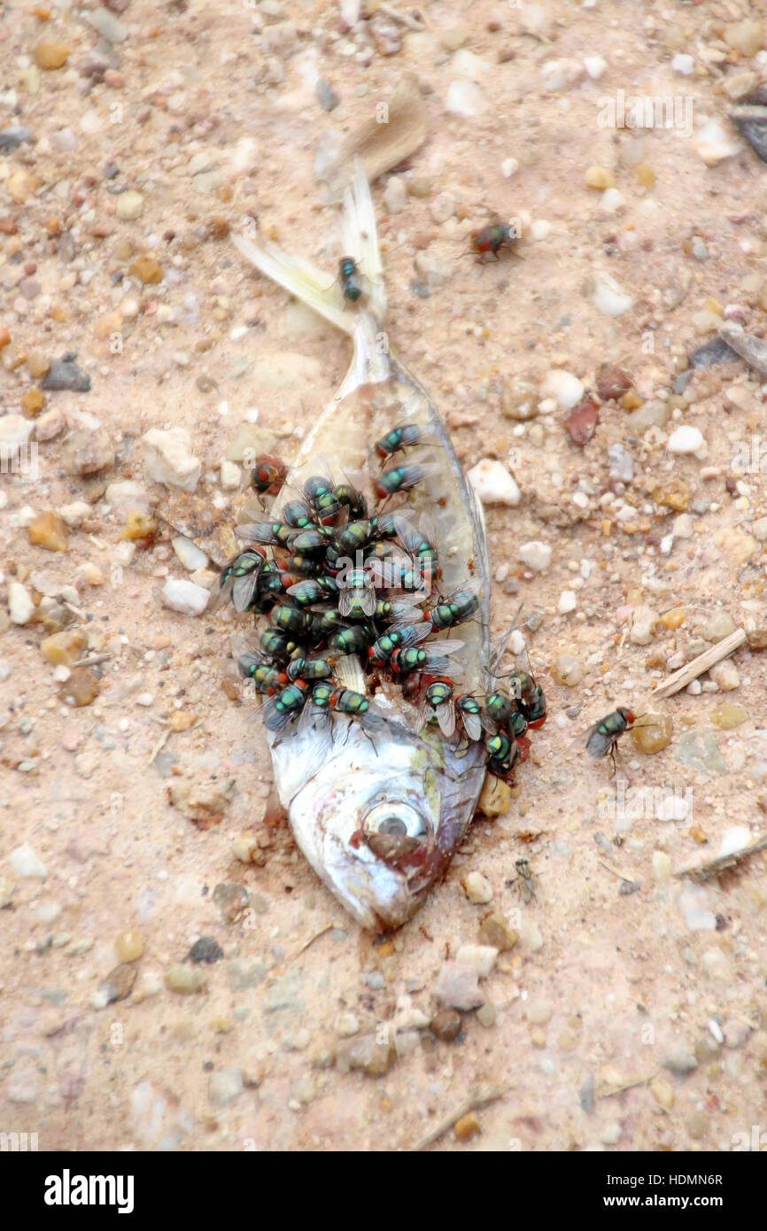 Suciedad y portadores de enfermedades - pescado podrido y las moscas Foto de stock