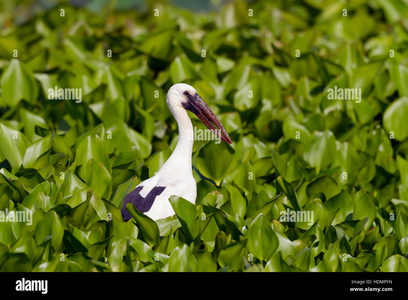 Asian openbill (Anastomus oscitans) entre jacintos de agua (Anastomus oscitans), Parque Nacional Mae Wong, Kamphaeng Phet, Tailandia Foto de stock