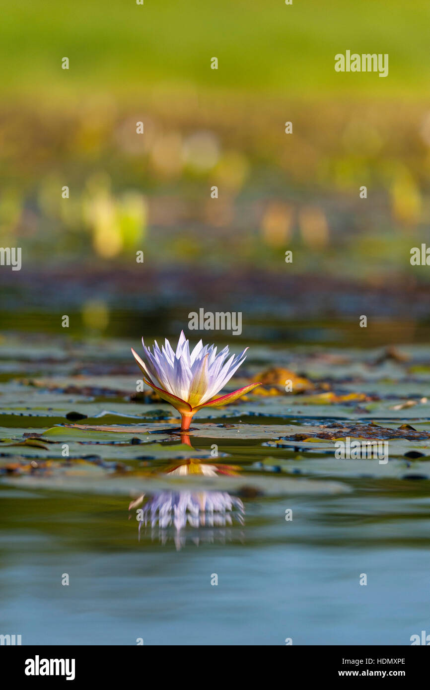 Agua morada pastillas de Lilly flor grande en agua abierta Foto de stock