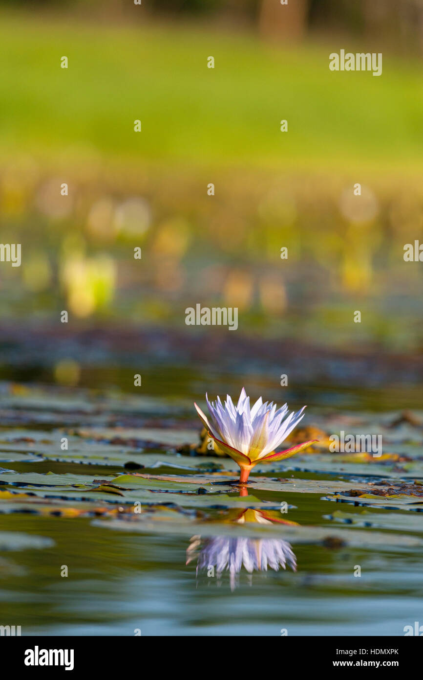 Agua morada pastillas de Lilly flor grande en agua abierta Foto de stock