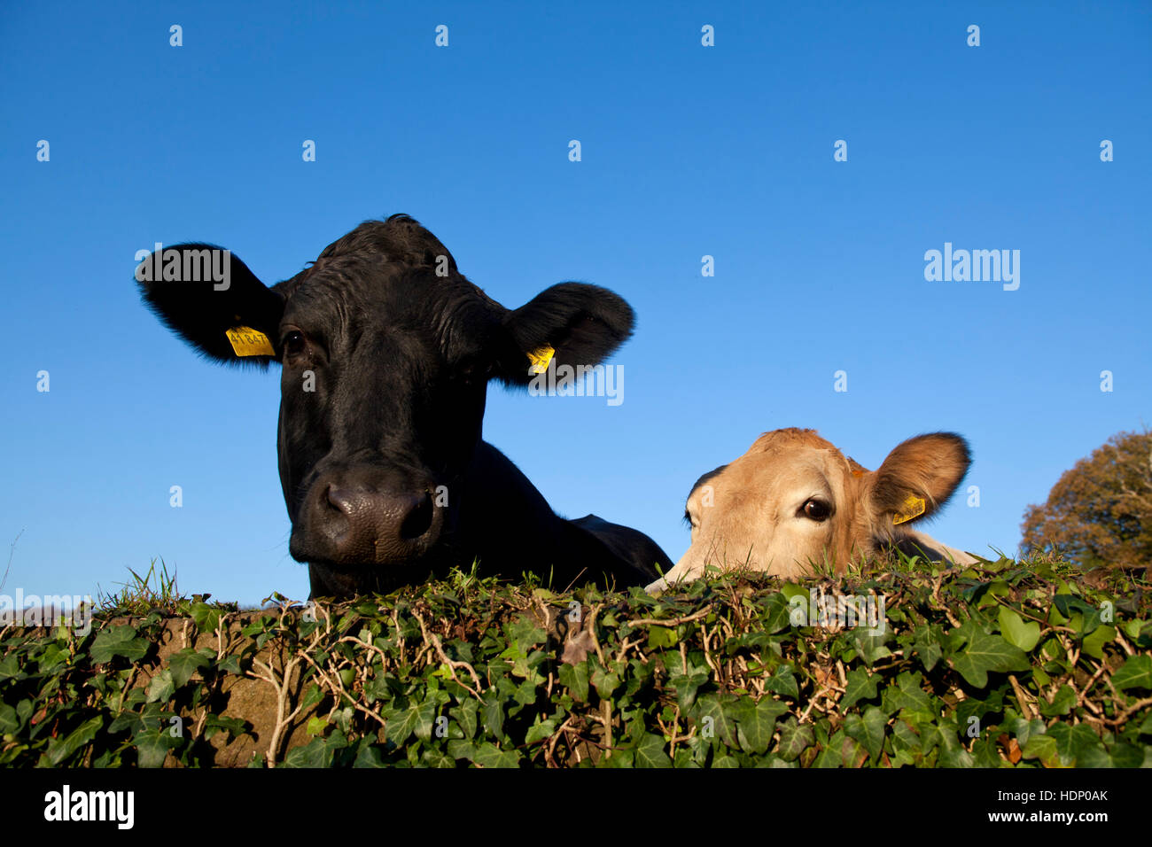Europa, en Alemania, en Renania del Norte-Westfalia, Herdecke, las vacas están mirando por encima de un muro cubierto de hiedra. Foto de stock