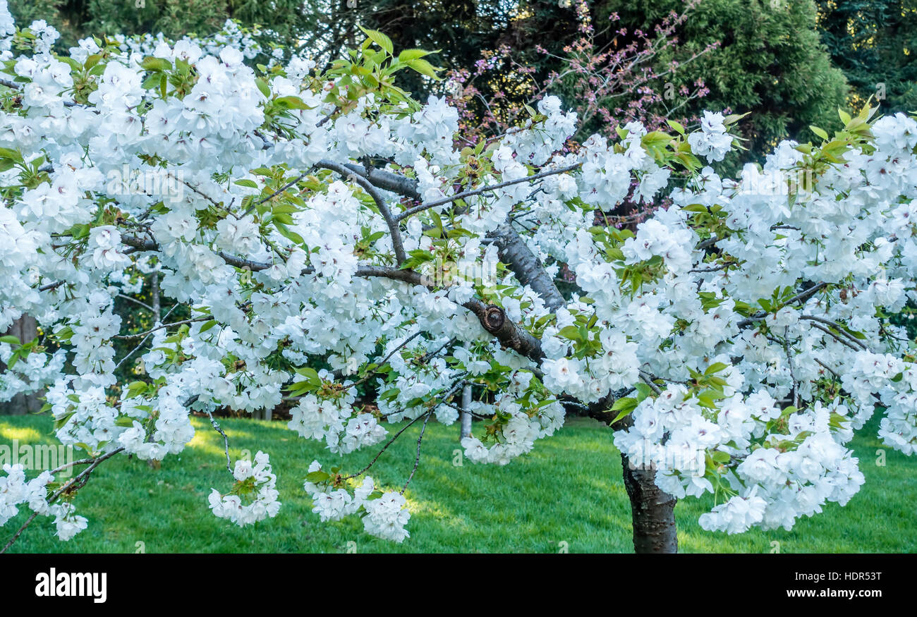 Closeup shot de abundantes flores de cerezo blanco. La ubicación es la ciudad de Seattle, Washington. Foto de stock