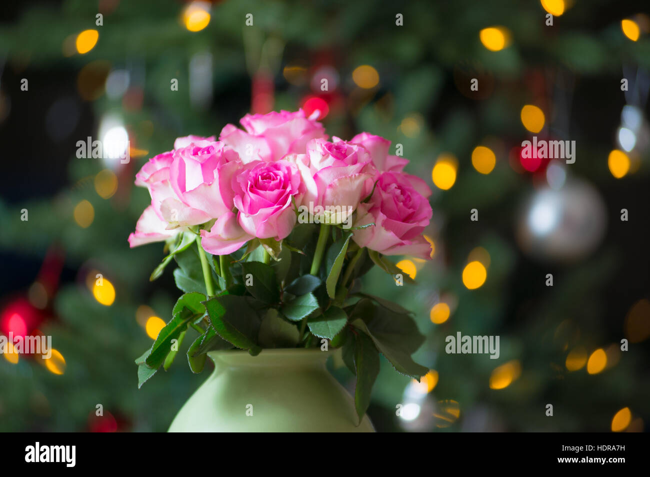 Rosas de navidad fotografías e imágenes de alta resolución - Alamy