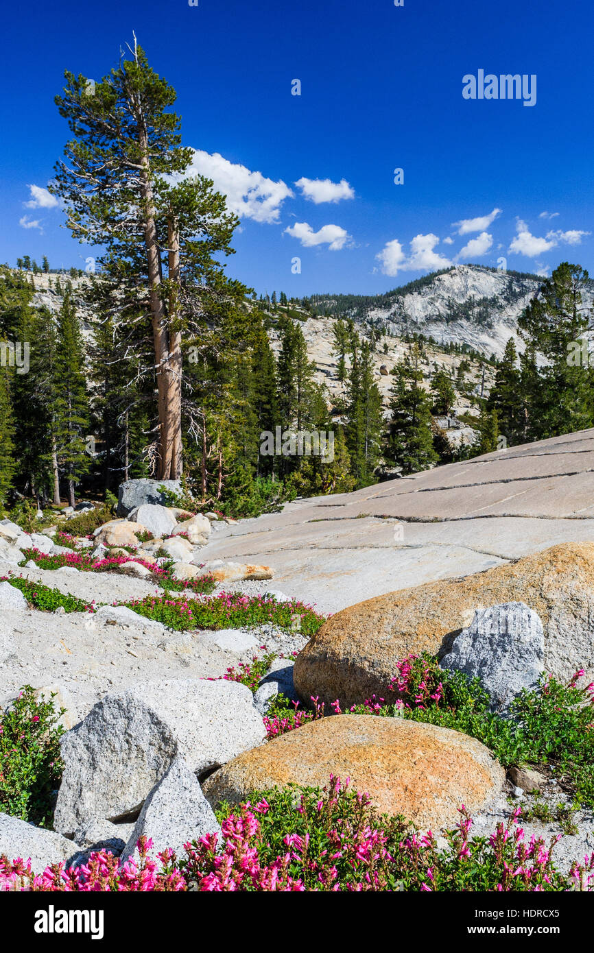 Tioga Pass es un paso de montaña en las montañas de Sierra Nevada. La ruta estatal 120 funciona a través de él, y sirve como punto de entrada oriental de Yosemite Nati Foto de stock