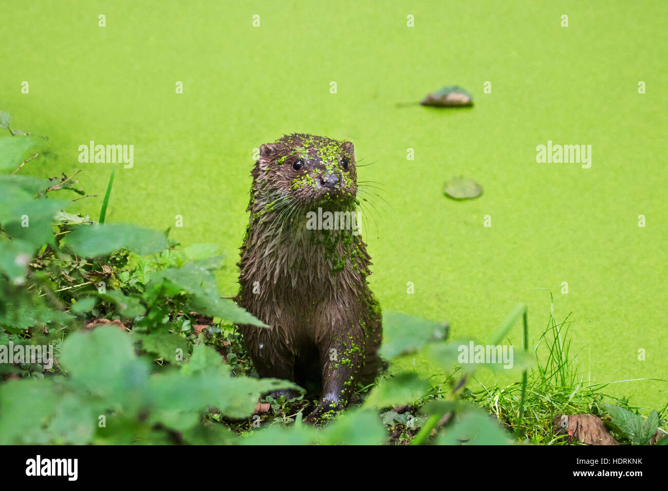 Unión de nutria (Lutra lutra) en el estanque cubierto de lenteja de agua Foto de stock