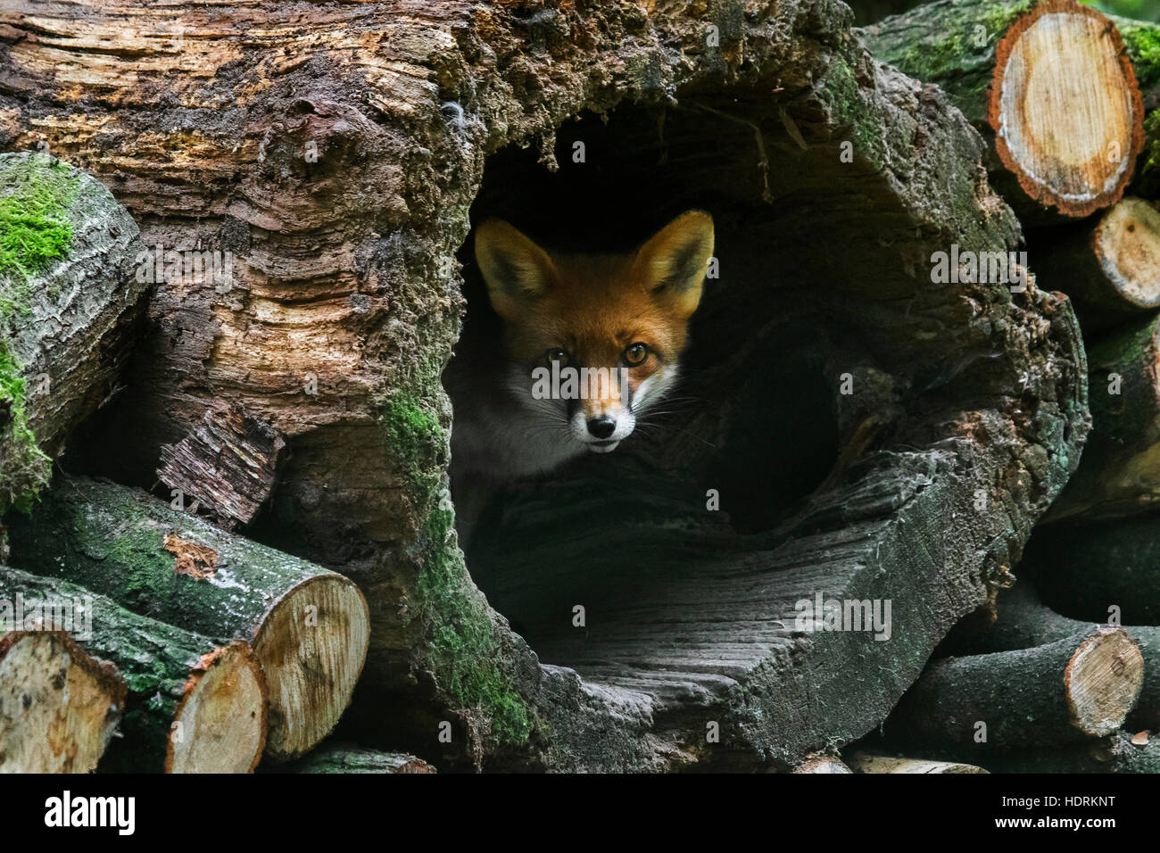 El zorro rojo (Vulpes vulpes) en el tronco del árbol hueco en el woodpile en bosque Foto de stock