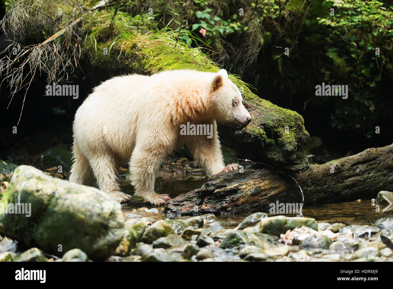 Espíritu oso (Ursus americanus kermodei) pesca, Great Bear Rain Forest, British Columbia, Canadá Foto de stock