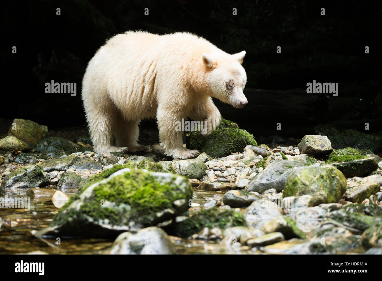 Espíritu oso (Ursus americanus kermodei) caminar a lo largo del río Great Bear Rain Forest, British Columbia, Canadá Foto de stock