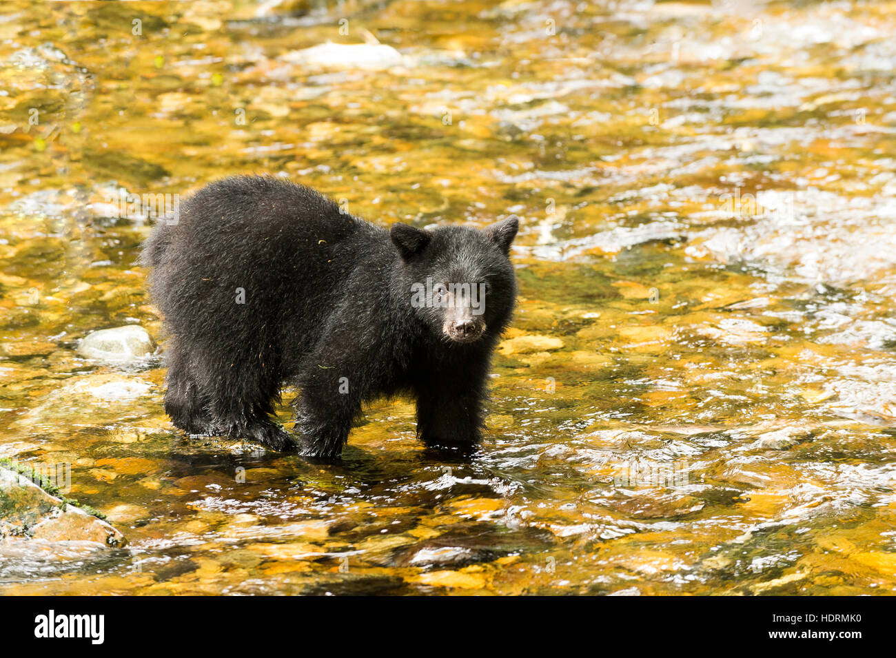 Oso negro (Ursus americanus) pesca, Great Bear Rain Forest, British Columbia, Canadá Foto de stock