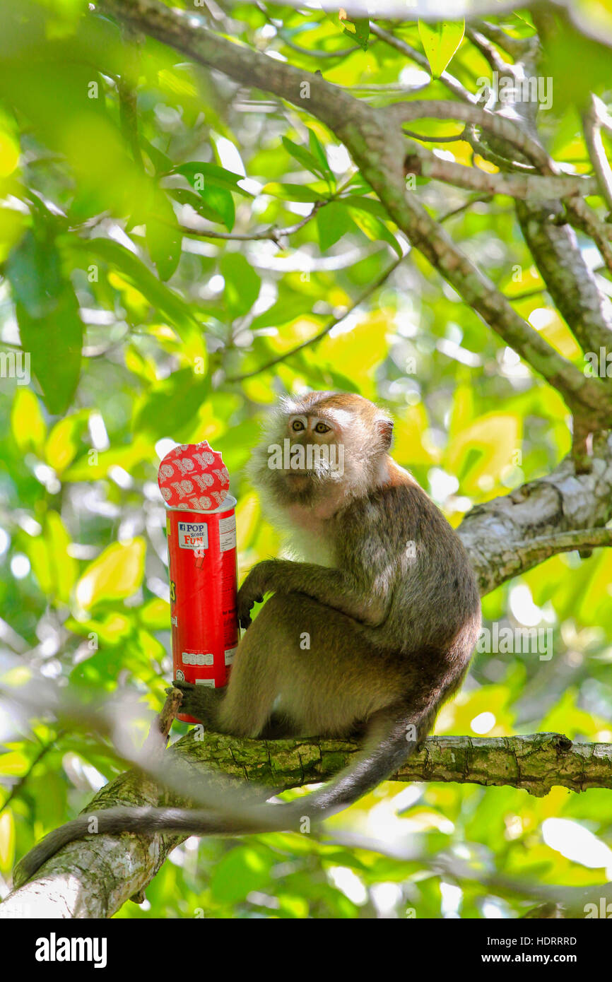 Un Mono Verde Está Comiendo Una Naranja Que Le Robó A Los Turistas. Fotos,  retratos, imágenes y fotografía de archivo libres de derecho. Image 33545223
