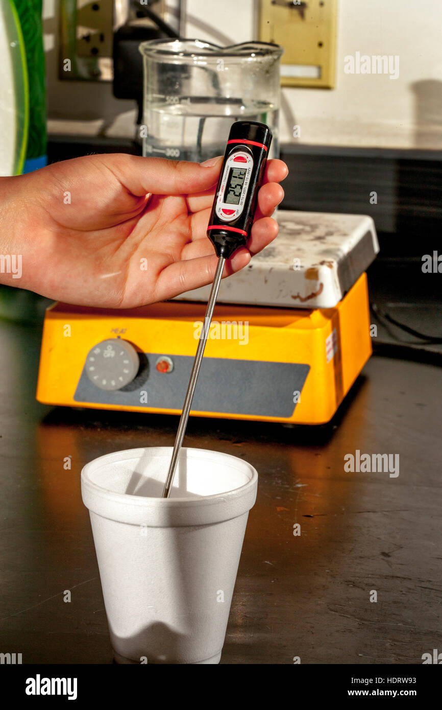 Un termómetro digital se utiliza para controlar la temperatura de un metal  desconocido en una taza de poliestireno utilizadas como un calorímetro en  San Clemente, California, high school calorimetría laboratorio de química