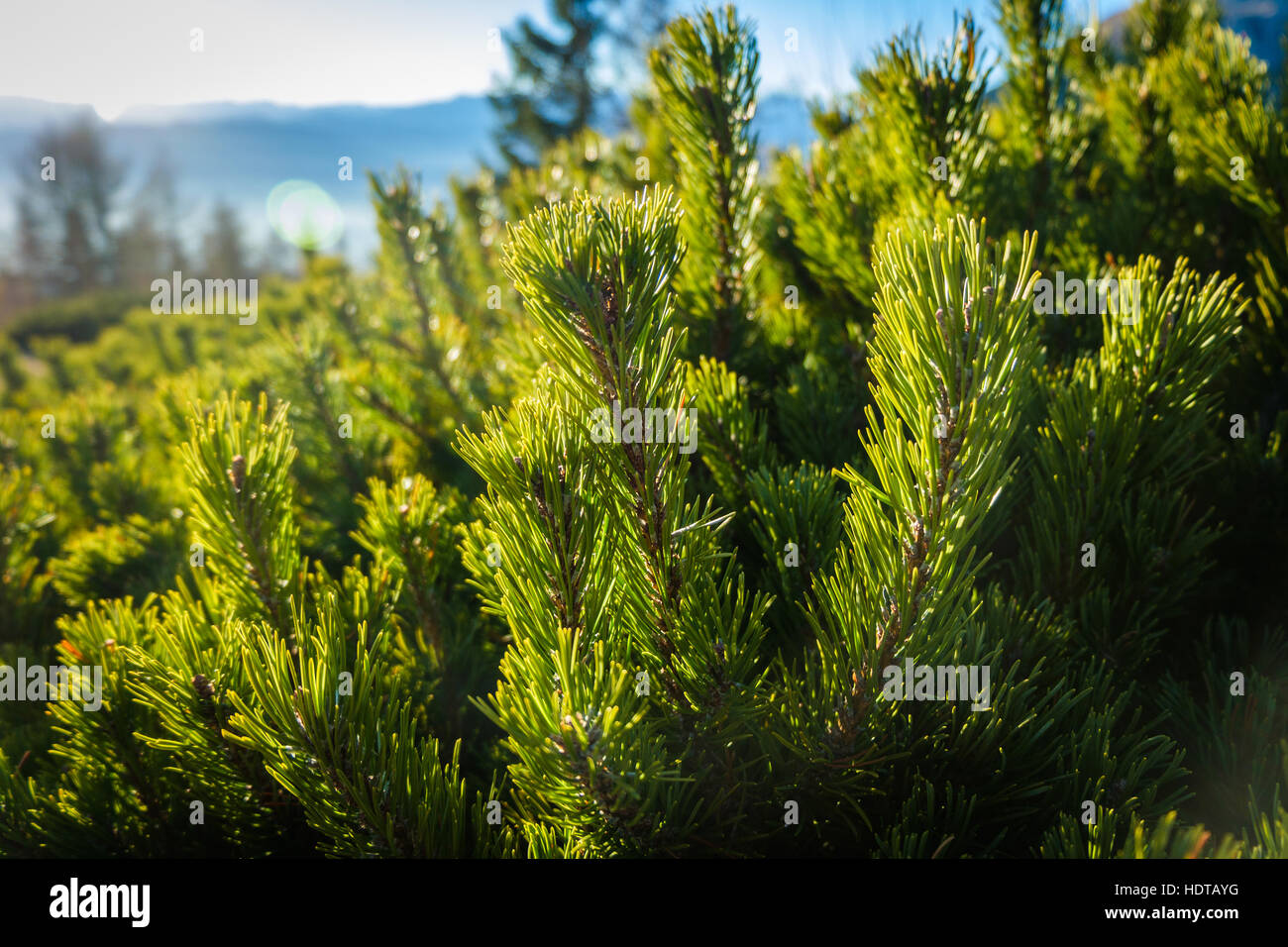 Las ramas de un pino enano (alta vegetación alitutde comunes en los Alpes). Foto de stock