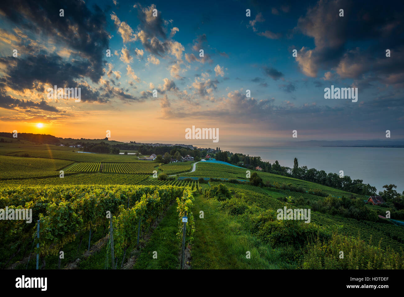 Entre viñedos y Hagnau Meersburg, amanecer, cielo nublado, el lago de Constanza, en el Estado federado de Baden-Württemberg, Alemania Foto de stock