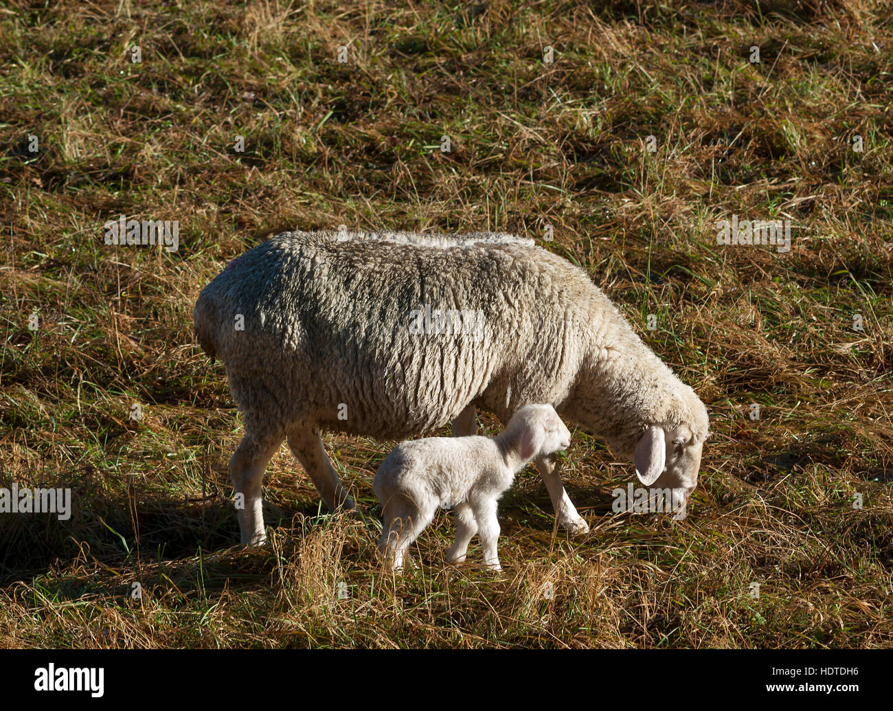 Ovejas domésticas (Ovis aries), oveja con cordero recién nacido en la pradera, Egloffstein, Superior Franconia, Baviera, Alemania Foto de stock
