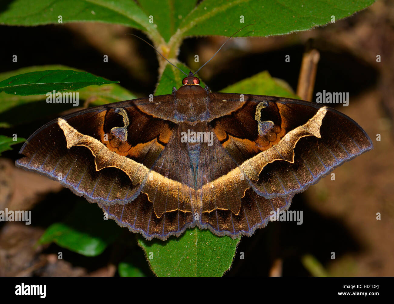 Moth (Lepidoptera), especies desconocidas, selva tropical, el Parque Nacional de Andasibe, Eastern Highlands Madagascar Foto de stock