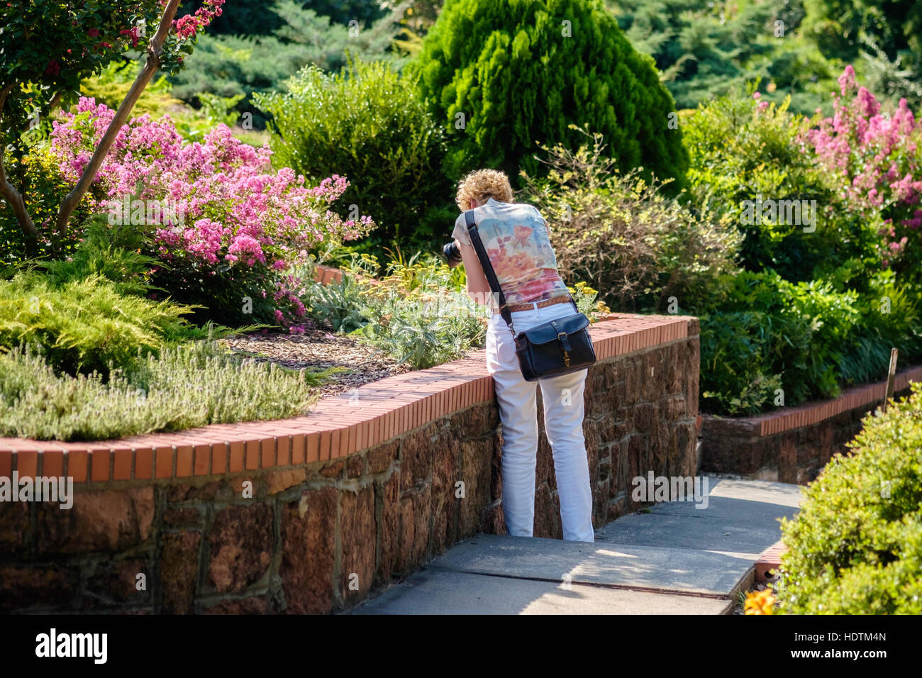 Una mujer mayor fotógrafo toma fotografías en un jardín municipal en Oklahoma City, Oklahoma, Estados Unidos. Foto de stock