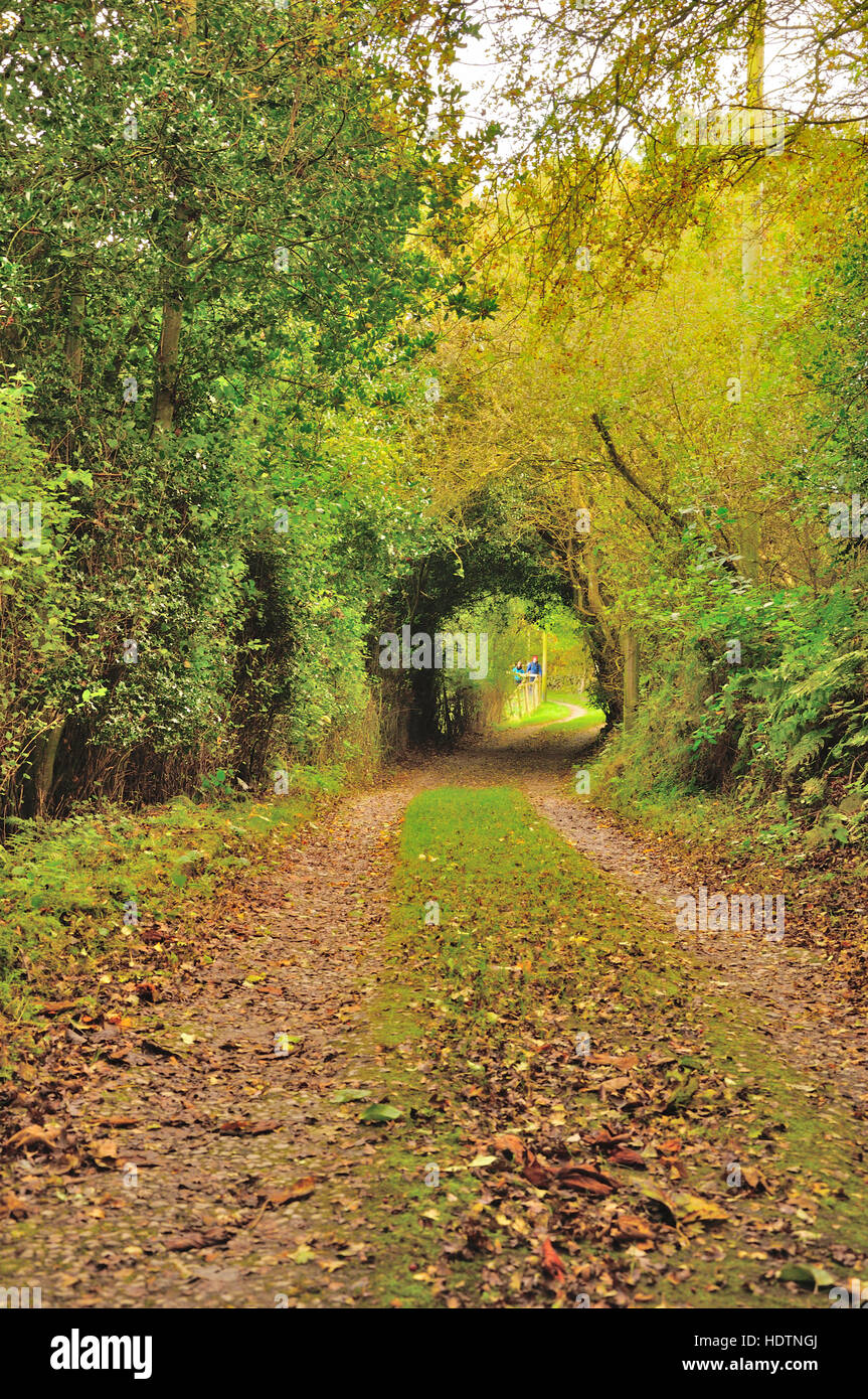 Nivel bajo vista de sendero con arco natural de árboles en otoño Foto de stock
