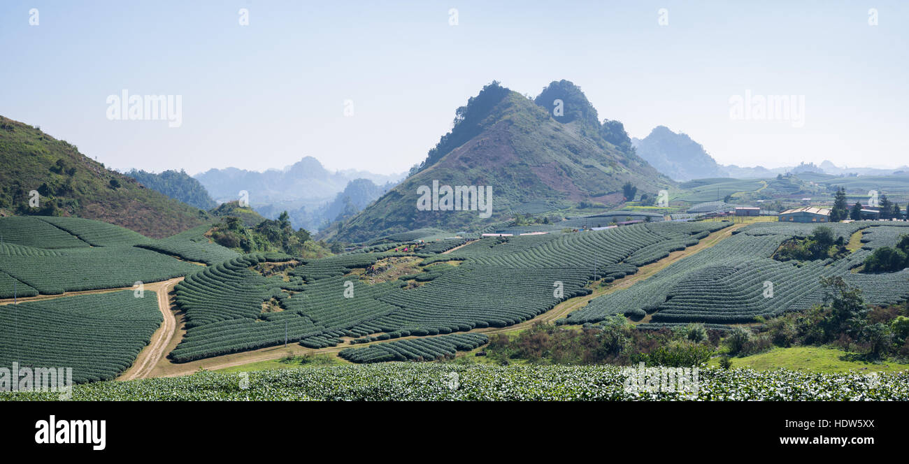 Granja de plantas de té en Moc Chau Foto de stock