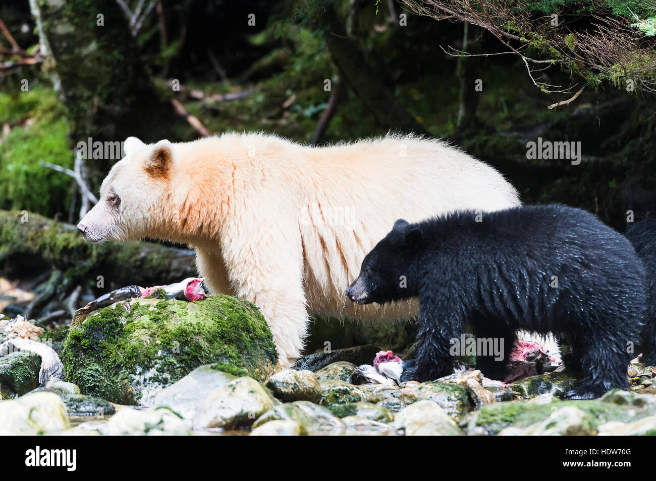Espíritu oso y Black Bear Cub comer salmón, Great Bear Rain Forest, British Columbia, Canadá Foto de stock