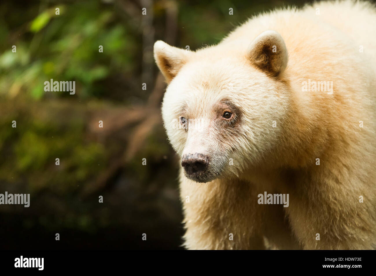 Cerca de un espíritu Bear, Great Bear Rainforest, British Columbia, Canadá Foto de stock