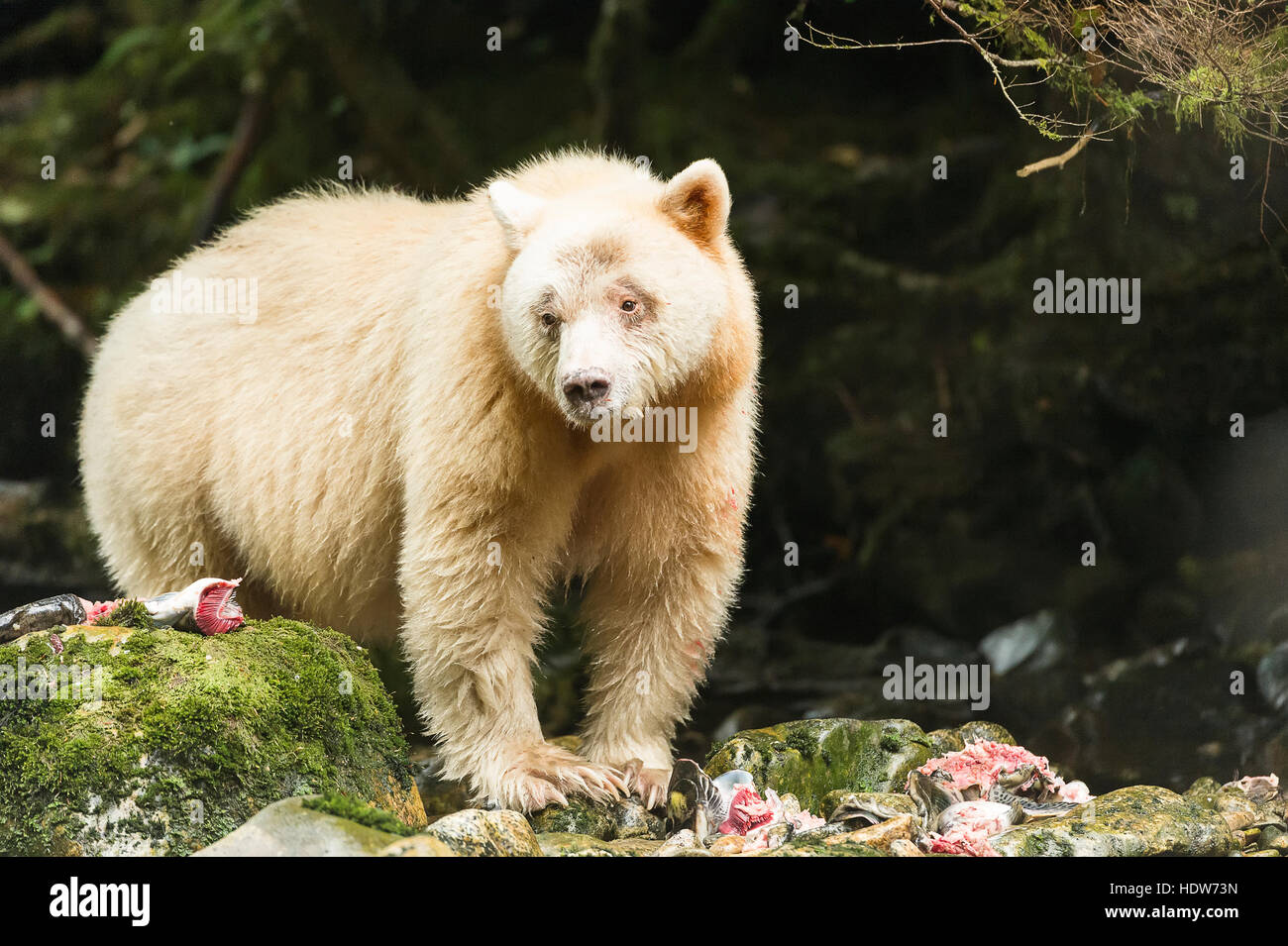 Cerca de un espíritu Bear, Great Bear Rainforest, British Columbia, Canadá Foto de stock