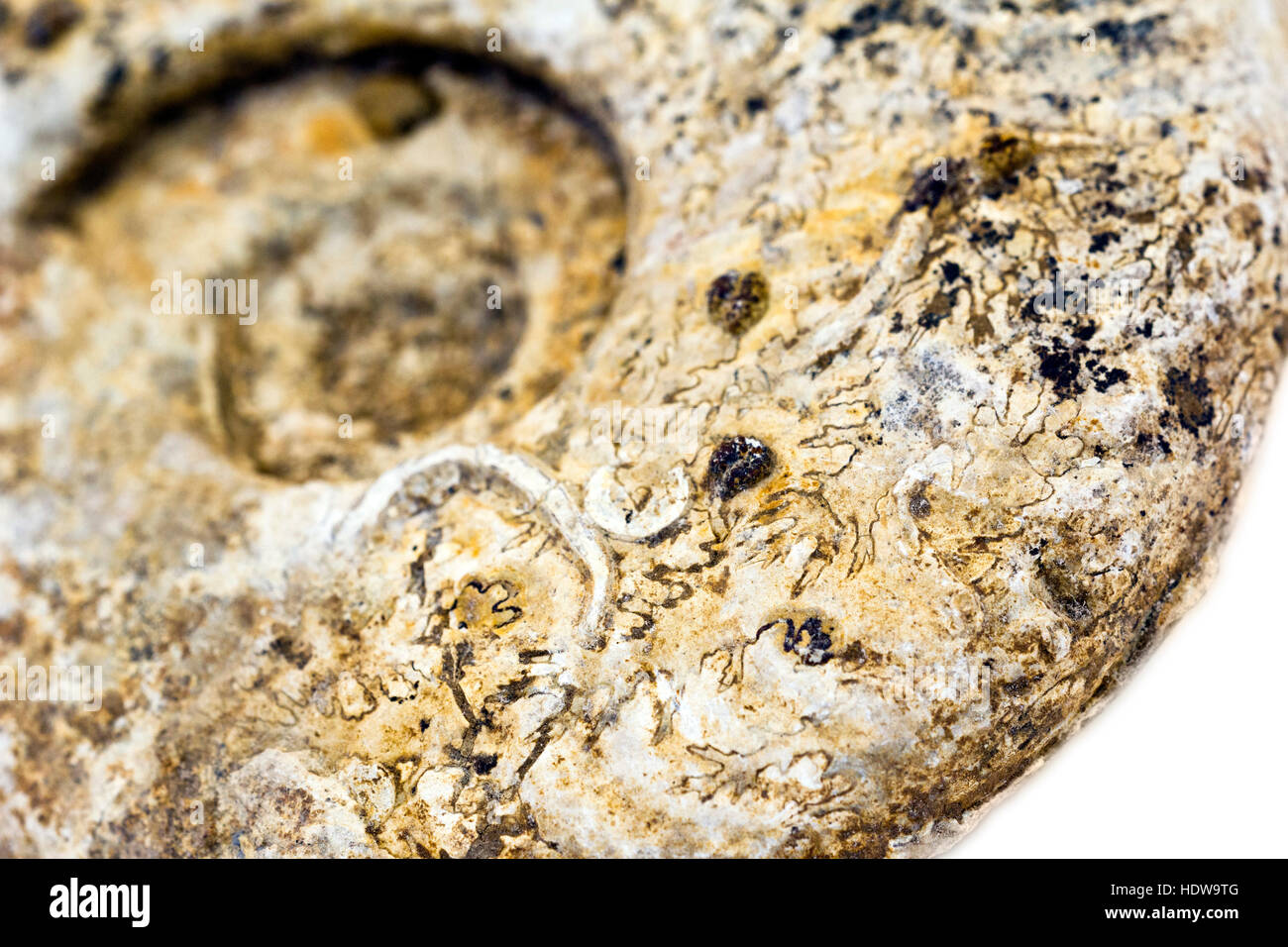 Close-up de un fósil de ammonites mostrando líneas de sutura ammonitic Foto de stock